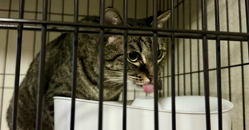 ケージの中で、循環式給水器の水をぺろりと舐めて飲むサバトラ猫。美味しそうに水分補給している様子