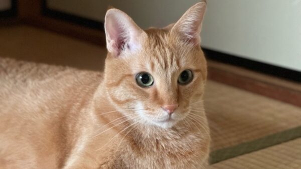 和室で落ち着いて座る茶トラ猫のソラ。優しい目でこちらを見つめている自然な姿