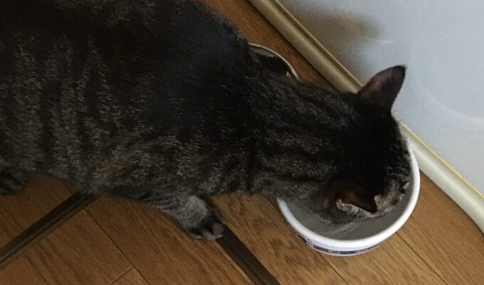 床に置かれた器から水を飲むサバトラ猫。頭を深く入れてしっかり水分補給している様子