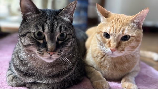 並んでくつろぐキジトラ猫のリクと茶トラのソラ。安心した表情で寄り添う兄弟猫の姿
