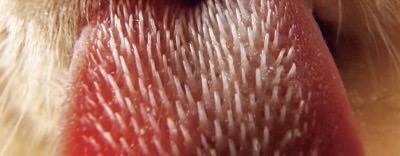 猫の舌の表面に並ぶ糸状乳頭が分かりやすく写ったアップ写真。ザラザラした構造がよく分かる画像