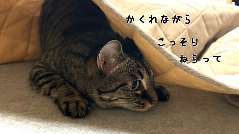 布の下に隠れながら、こっそり紙の棒を狙っているキジトラ猫の遊び心あふれる姿