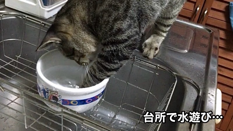 台所のシンクで、器の水を前足で触りながら水遊びを楽しむ猫の様子。