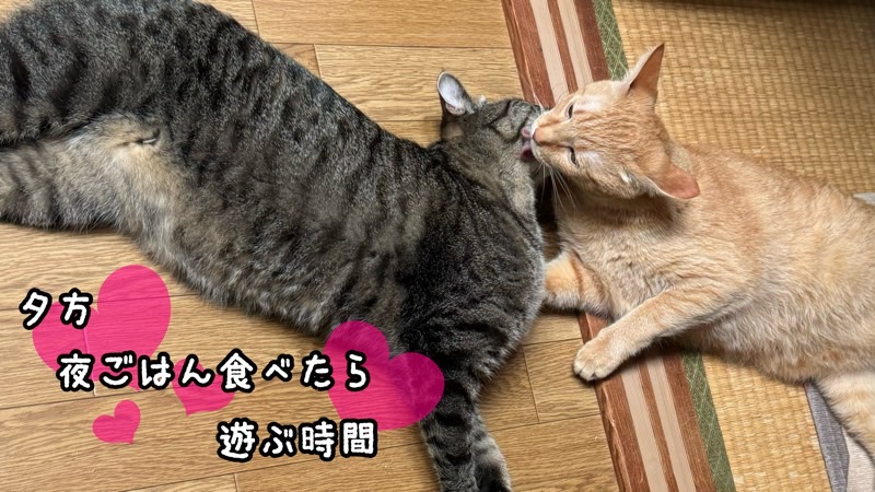 夕方のくつろぎ時間に並んで横になる2匹の猫。ごはん後の穏やかなひとときを過ごす様子