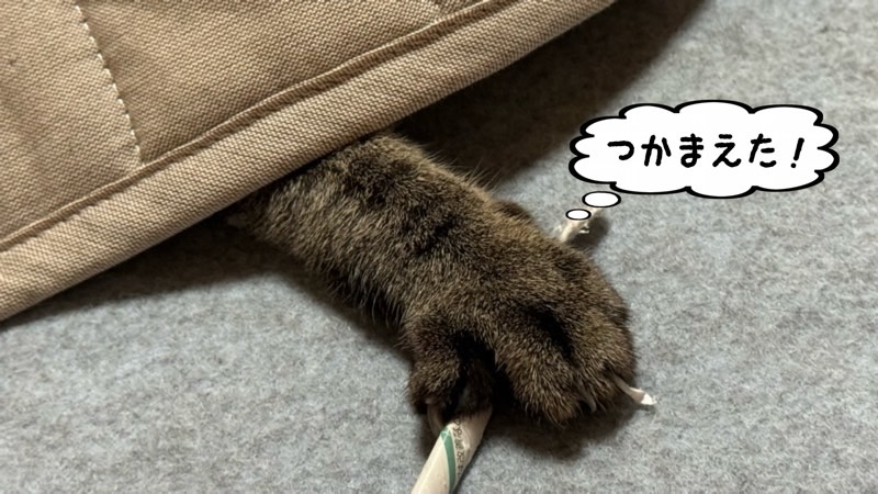 布の隙間から前足を伸ばし、紙棒をしっかりつかまえたキジトラ猫の躍動的な様子