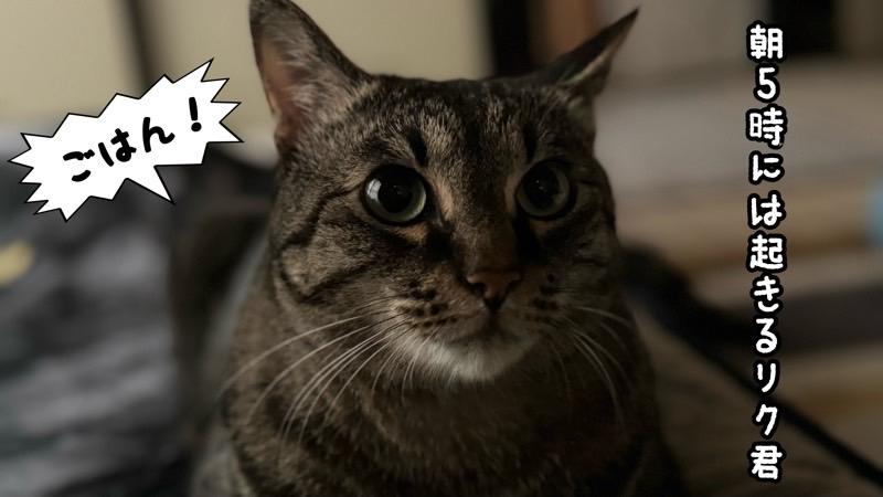 朝早くから目を覚まして飼い主を見つめる猫。薄明薄暮性による早朝の活動時間を表現。
