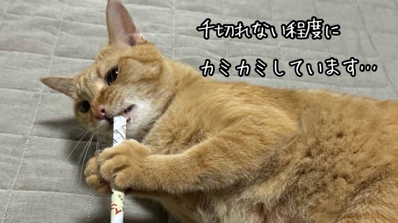 茶トラ猫がちぎれない程度の力で広告の紙棒をカミカミしながら遊んでいる姿