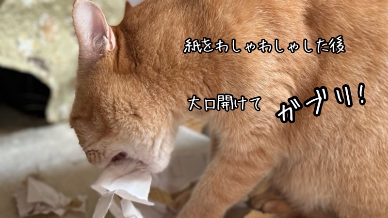 紙をわしゃわしゃさせた後、大きな口を開けて紙にガブリと噛みつく茶トラ猫の勢いある様子