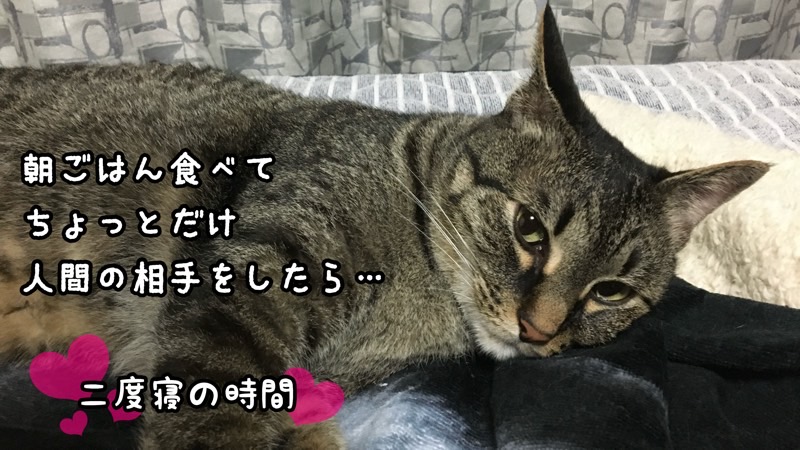 朝ごはんを食べた後、飼い主のそばでくつろぐ猫。活動後の休息時間を過ごす様子。