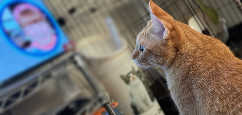 画面に集中してテレビを見つめる茶トラ猫。真剣な横顔がとても可愛い。