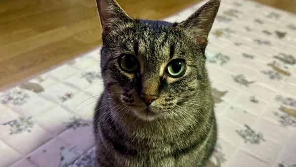 きれいな目で何か言いたげに、こちらをじっと見つめるキジトラ猫。落ち着いた表情が魅力的。