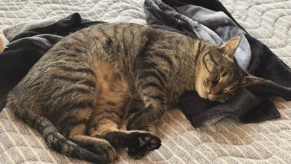 タオルケットの上で気持ちよさそうに眠るキジトラ猫。リラックスして安心している寝顔。