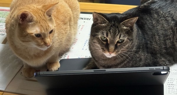 タブレット画面を並んで見つめる茶トラ猫とキジトラ猫。仲良く“共同作業”しているような可愛い姿。