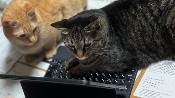 キーボードに前足を乗せながら画面を見るキジトラ猫を、横から茶トラ猫が見守っている様子。どちらも興味津々。