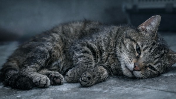 冷たい床の上でぐったりと横たわる猫。低体温症が進行し、元気や反応が低下している状態のイメージ