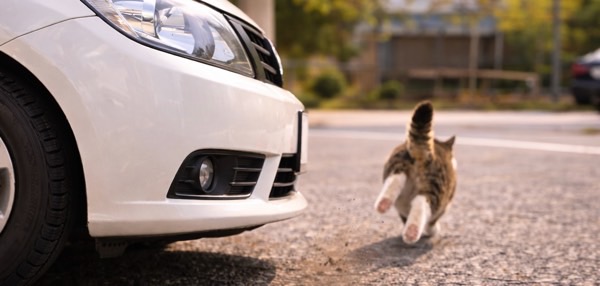 車から走り去る猫の後ろ姿。猫バンバンで驚いて安全に逃げる様子を想定したイメージ