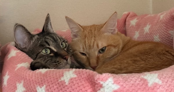 猫ベッドの上で寄り添って眠る2匹の飼い猫。寒い季節に体を密着させて体温を保つ猫の自然な行動と低体温症予防の様子