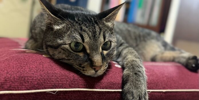 クッションの上でくつろぎながら暖かい場所を占領するキジトラ猫。猫が快適な温度の場所を見つけるのが得意な様子