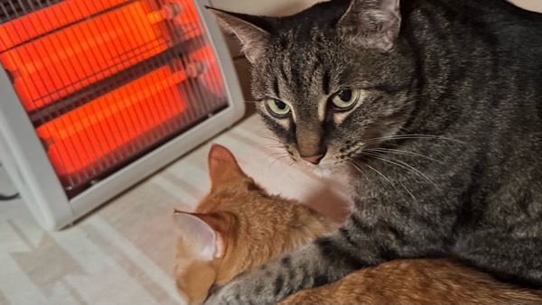 ヒーターの前で寄り添って暖を取る2匹の猫。猫が体温を共有して寒さをしのぐ習性を表す場面