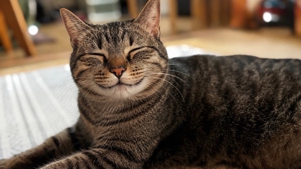 目を細めてリラックスするキジトラ猫