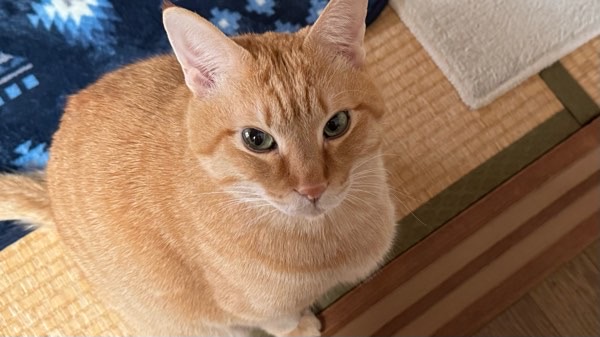 畳の上で飼い主を見上げる茶トラ猫