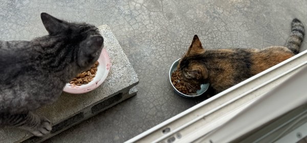 地域猫たちが仲良くごはんを食べる様子