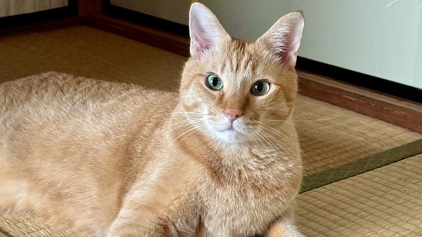 カメラを見つめる優しい表情の茶トラ猫