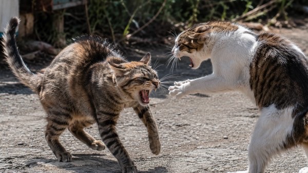 威嚇し合う野良猫同士の本気のケンカ