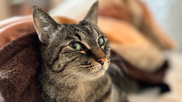 落ち着いた表情でくつろぐキジトラ猫のリク