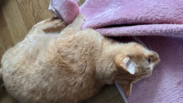 興奮してラグを掴んでケリケリする茶トラ猫のソラ