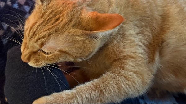 興奮して飼い主の足を噛む茶トラ猫ソラ