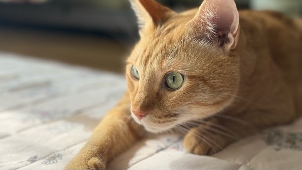 横になりながらおもちゃを目で追うだけの茶トラ猫のソラ