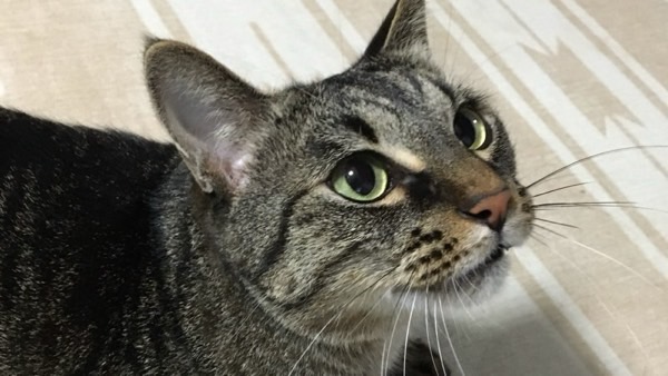 飼い主を見上げるシニア期のキジトラ猫のリクの甘えた表情