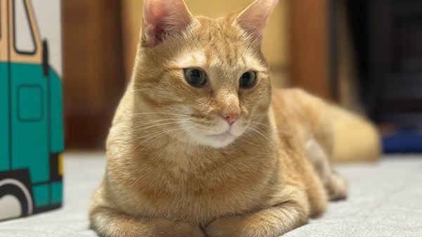 落ち着いた表情で伏せてくつろぐシニア猫の茶トラ猫