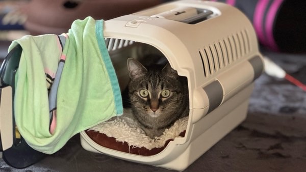 キャリーケースの中で落ち着いて過ごすキジトラ猫リク