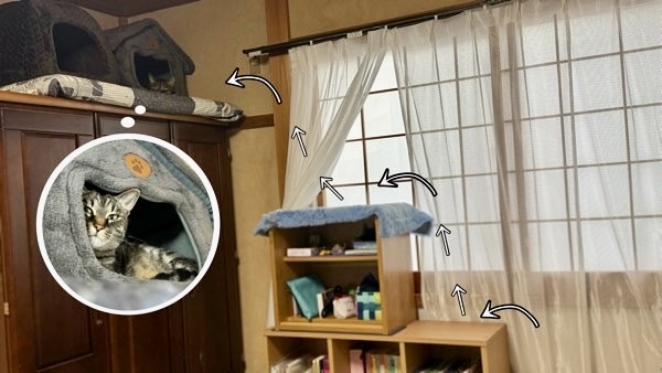 猫が安心して過ごせる高い場所と隠れ家を用意した室内環境