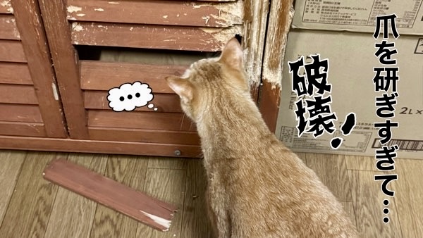 爪とぎで木製家具を傷つけてしまった茶トラ猫ソラ