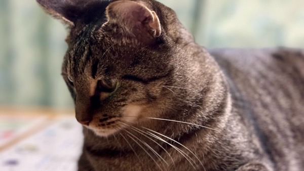 うつむいて元気がないキジトラ猫 ストレスや不安を感じている様子