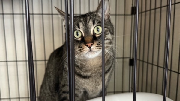 ケージの中で緊張した表情を見せる猫の環境変化や新入り猫による不安の様子