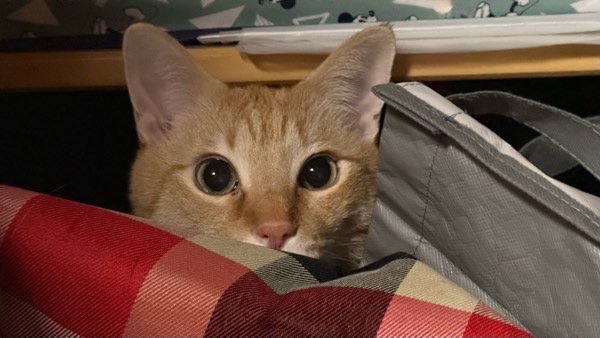 押入れ奥のバッグの隙間から顔を覗かせる茶とら猫 狭い場所にも入り込む猫のイメージ