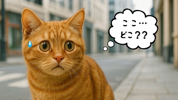 人気のない街角で不安そうに立ち止まる茶トラ猫