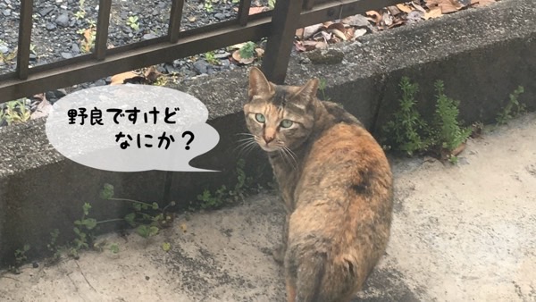 塀のそばで振り向くサビ柄の野良猫
