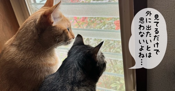 窓辺で外を眺める二匹の猫（室内飼いの様子）
