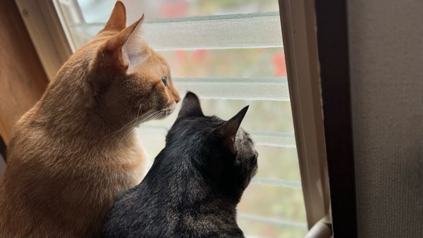 窓の外を並んで眺める2匹の猫。首輪をした事のない艶やかな毛並みの2匹。