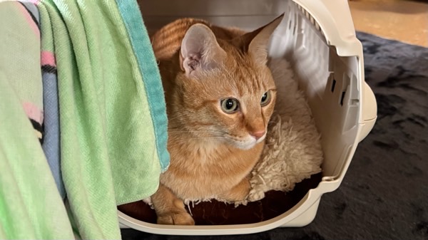 キャリーバッグの中で過ごす猫、硬い床で物理的刺激が起こらないようにクッションを使用している様子