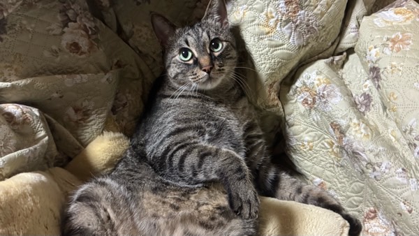 布団の上にへそ天で寝る猫。お腹側の皮膚チェックのチャンス。