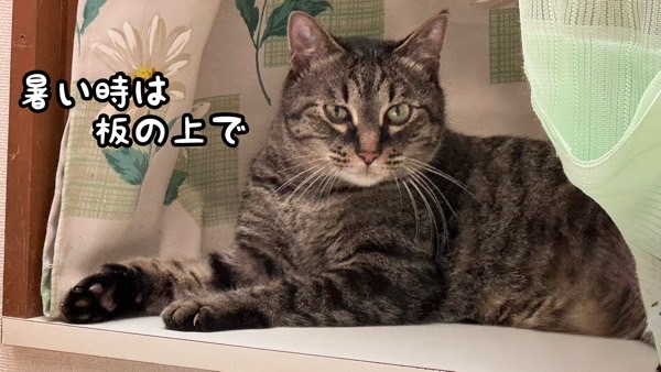 出窓で体を伸ばしてくつろぐ猫、冷たく硬い場所で過ごすことで起こる接触刺激を示したイメージ