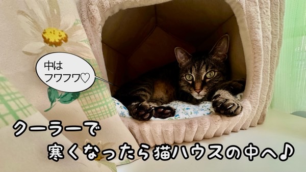 猫ハウスの中で丸くなる猫、素材や縁との接触が毛並みに影響する可能性を表したイメージ