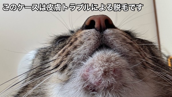 顎に炎症や脱毛が見られる猫、皮膚トラブルによる脱毛の具体例