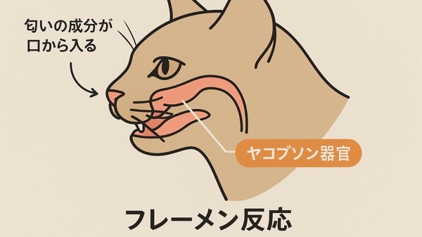 猫の頭部イラストにヤコブソン器官の位置と匂いの流れを示したフレーメン反応の図解